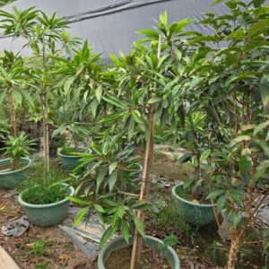 Cây Giống Trứng Gà Thái Tứ Quý – Sai Quả Quanh Năm
