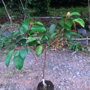 Cây Giống Vú Sữa Mica – Ngọt Thơm Đặc Sản