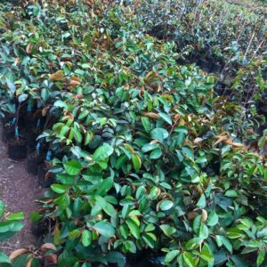 Cây Giống Vú Sữa Mica – Ngọt Thơm Đặc Sản