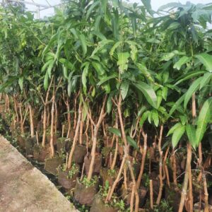 Cây Giống Xoài – Bầu Vải, Cây Khỏe, Quả Ngon Ngọt